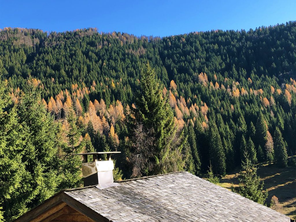 foliage in trentino